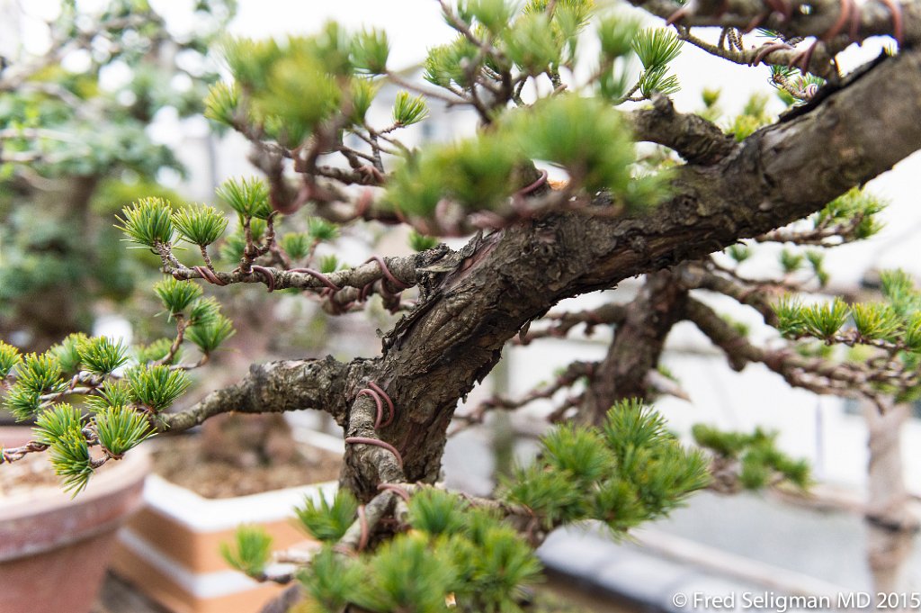20150310_163007 D4S.jpg - Bonsai Museum and Gardens Tokyo, a famous garden more than 400 years old. Rare bonsai are more than 500 years old.